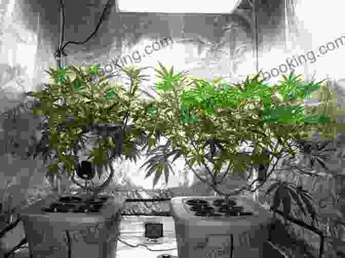 A Cannabis Plant Growing In A Pot Beginners Guide To Cultivating Cannabis: Tips Tricks From An Experienced Cannabis Grower