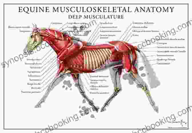 A Detailed Diagram Of The Equine Muscular System, Showcasing The Interplay Of Muscles That Facilitate Movement. The Anatomy Of The Horse (Dover Anatomy For Artists)