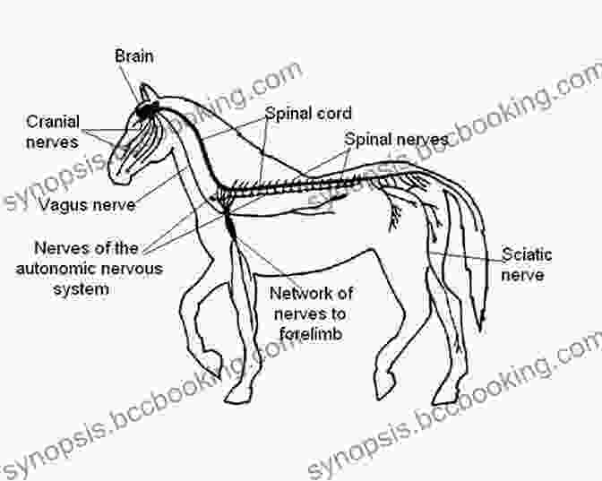 A Detailed Diagram Of The Horse's Nervous System, Highlighting The Brain, Spinal Cord, And Peripheral Nerves. The Anatomy Of The Horse (Dover Anatomy For Artists)