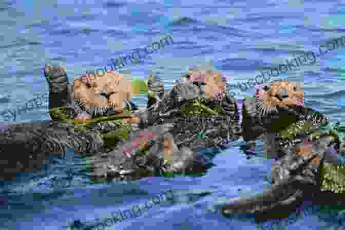 A Family Of Otters Playing By The Water Ring Of Bright Water: A Trilogy