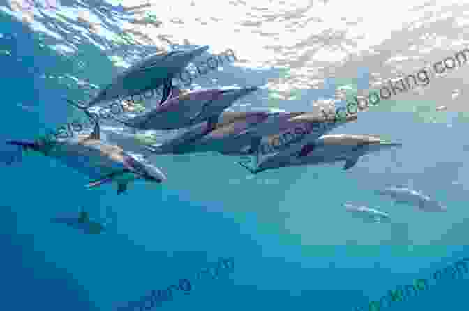 A Group Of Dolphins Swimming In The Sea Birds Beasts And Relatives (The Corfu Trilogy)