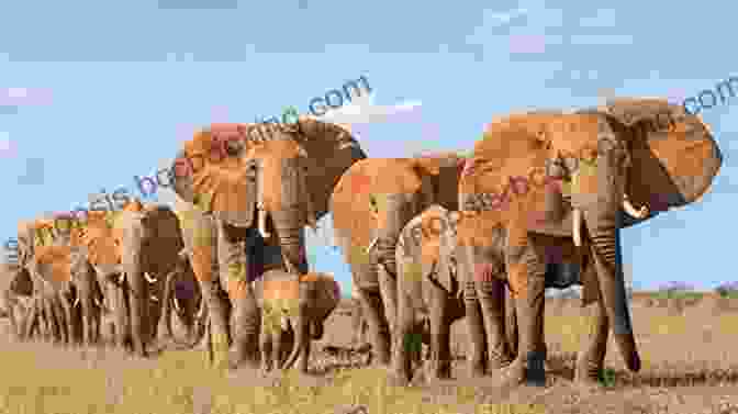 A Herd Of Elephants Crossing A Beautiful Savanna Landscape Planet Elephant Scott Freeman