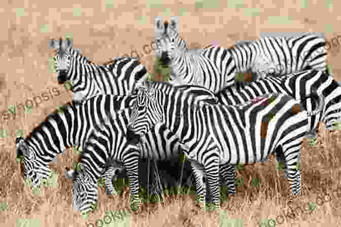 A Herd Of Zebras Grazing In The Vibrant African Savanna At Menagerie Manor Menagerie Manor (The Zoo Memoirs)