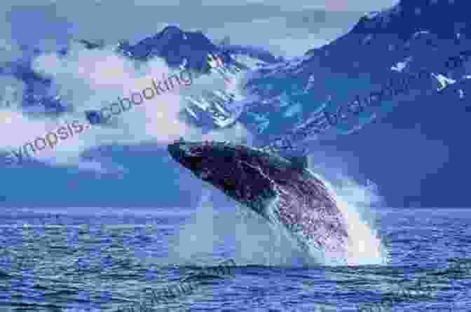 A Humpback Whale Breaching In The Arctic Ocean. Wildlife Of The Arctic (Traveller S Guide)