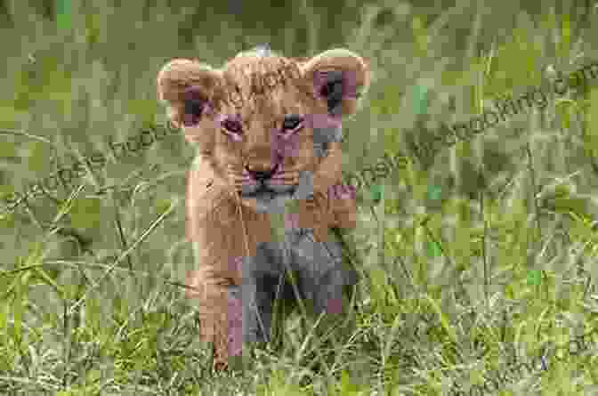 A Lion Cub Playing In The Grass Learning To Play With A Lion?s Testicles: Unexpected Gifts From The Animals Of Africa