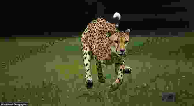 A Majestic Cheetah Reaching Astonishing Speeds, Showcasing The Extraordinary Super Speed Capabilities Of The Animal World. Super Speed (Core Content Science Animal Superpowers)