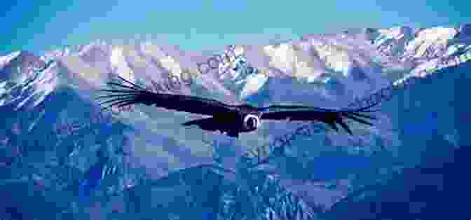 A Majestic Condor Soaring Over The Andes Mountains Of Peru CRADLE OF CIVILISATION: Travels In Peru (Arctic To Antarctic 5)