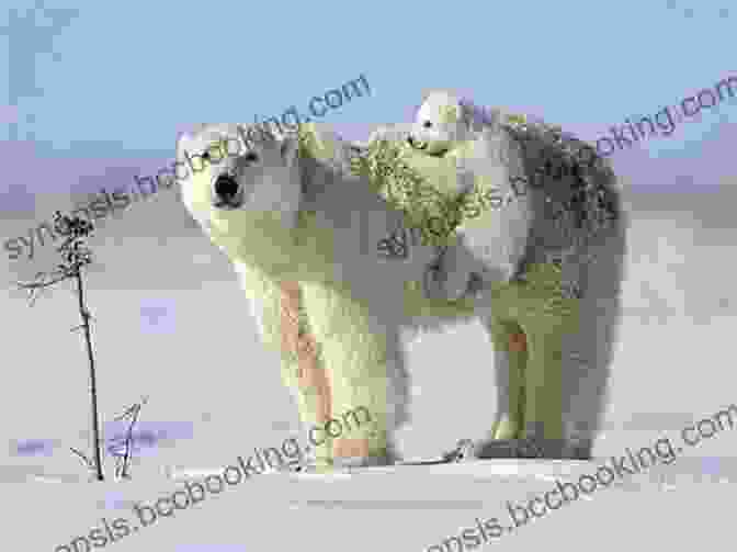 A Majestic Polar Bear Family Roaming The Vast Icy Expanse, Their White Fur Blending Seamlessly With The Surrounding Snow. Travel To The Arctic : A Children S Picture About Discovering Polar Animals With Grandma And Grandpa
