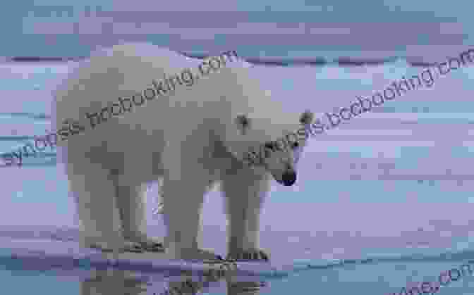 A Majestic Polar Bear Standing On An Ice Floe Bloggers Guide To Arctic Finland: Discover A Real Arctic Environment