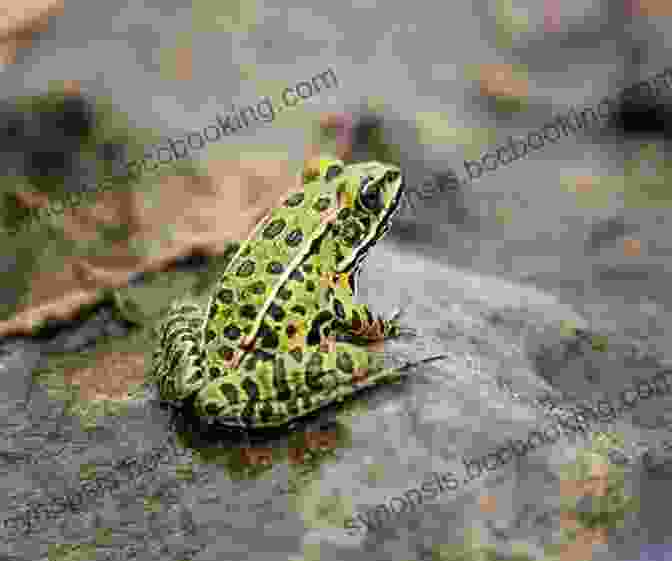 A Northern Leopard Frog Suspended In Mid Air, Its Powerful Legs Propelling It Forward. Amphibian Acrobats Leslie Bulion