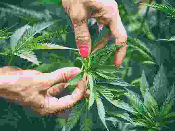 A Person Carefully Tending To A Young Marijuana Plant, Nurturing Its Growth Marijuana Gifty Metuge
