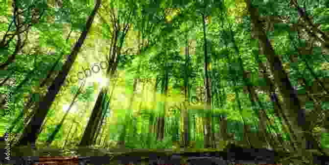 A Photograph Of A Tranquil Forest With Towering Trees, Dappled Sunlight, And A Winding Path, Reflecting The Concept Of Nature In Romantic Literature Key Concepts In Romantic Literature (Key Concepts: Literature)