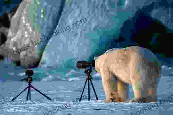 A Photographer Taking A Picture Of A Polar Bear. Wildlife Of The Arctic (Traveller S Guide)