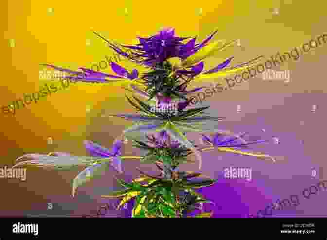 A Vibrant And Lush Marijuana Plant, Symbolizing The Therapeutic Wonders It Offers Marijuana Gifty Metuge