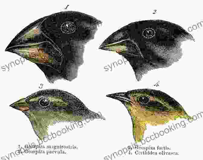 Darwin's Finches, One Of The Key Pieces Of Evidence Supporting Darwin's Theory Of Evolution By Natural Selection. Evolution S Captain: NF Abt Capt FitzRoy Chas Darwin