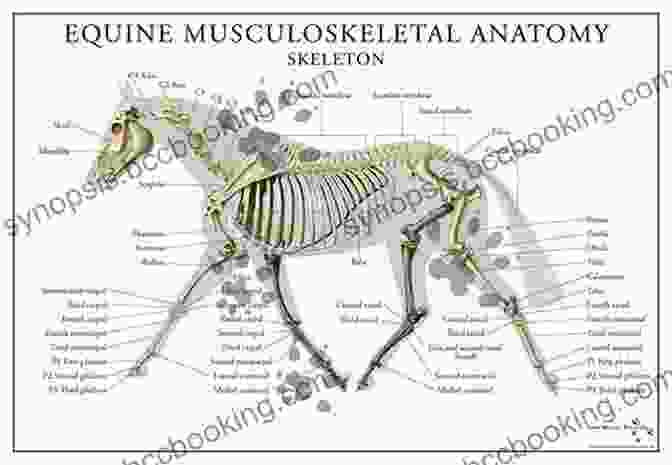 Detailed Illustration Of The Horse's Skeletal System, Showcasing The Intricate Arrangement Of Bones And Joints. The Anatomy Of The Horse (Dover Anatomy For Artists)