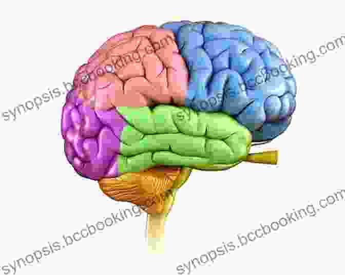 Detailed Illustration Of The Human Brain, Showcasing Its Various Structures And Regions Handbook Of Neuroscience Nursing: Care Of The Adult Neurosurgical Patient