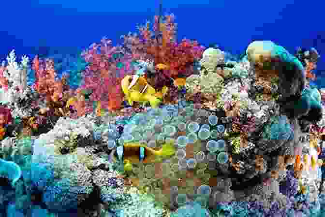 Henry Explores A Vibrant Coral Reef, Encountering Various Marine Creatures. Henry The Curious Hermit Crab