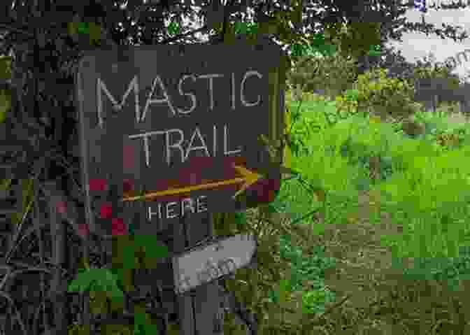 Mastic Trail, Grand Cayman Cayman Sites Insights An Eco Heritage Guide To The Cayman Islands