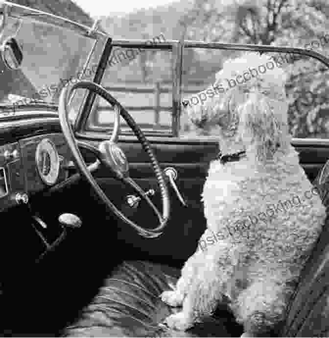 Maurice, A Large Poodle, Sits In The Driver's Seat Of A Vintage Car, With The Eiffel Tower In The Background. Travels With Maurice: An Outrageous Adventure In Europe 1968