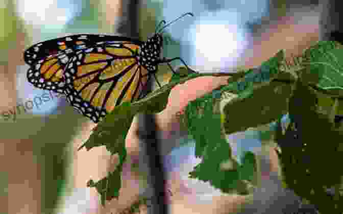 Monarch Butterflies In Point Pelee Bicycling With Butterflies: My 10 201 Mile Journey Following The Monarch Migration