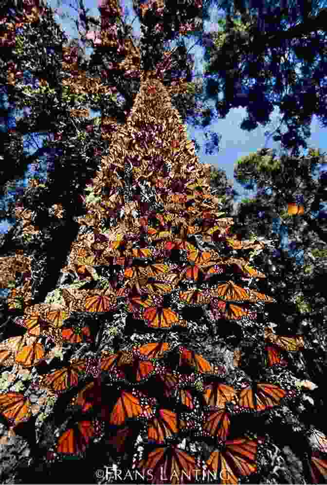 Monarch Butterflies In Trees Bicycling With Butterflies: My 10 201 Mile Journey Following The Monarch Migration