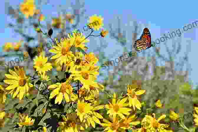 Monarch Butterflies Over Field Bicycling With Butterflies: My 10 201 Mile Journey Following The Monarch Migration