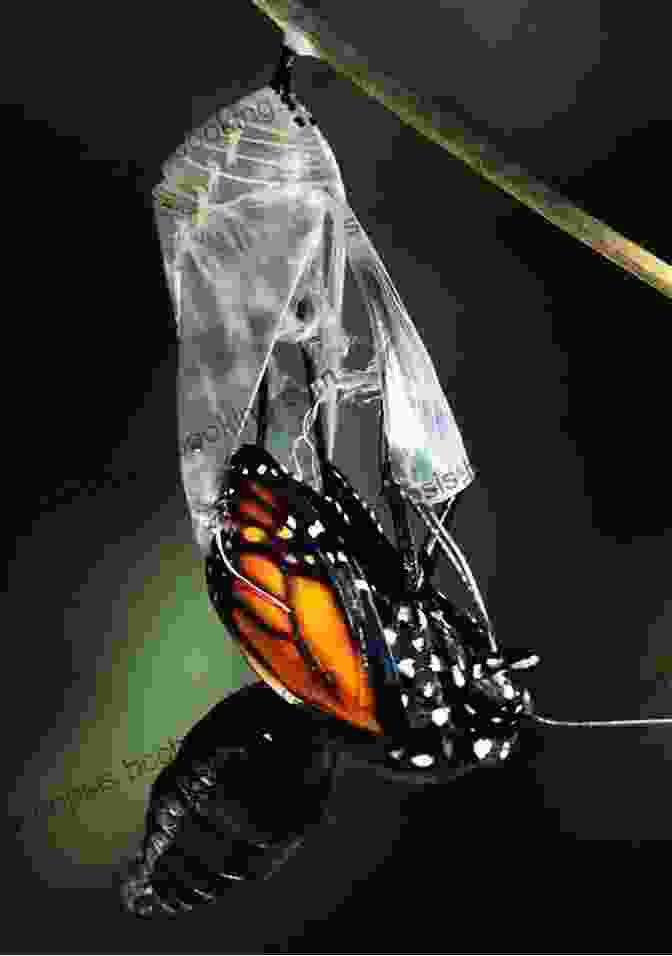Monarch Butterfly Emerging From Chrysalis Bicycling With Butterflies: My 10 201 Mile Journey Following The Monarch Migration
