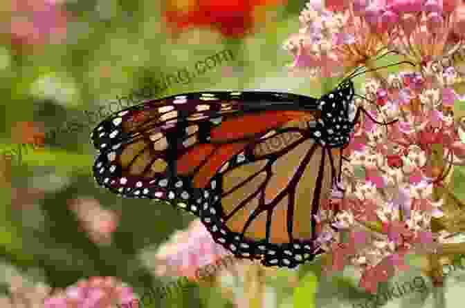 Monarch Butterfly On Milkweed Bicycling With Butterflies: My 10 201 Mile Journey Following The Monarch Migration