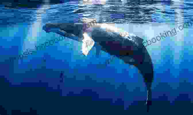 Onda, The Lone Humpback Whale, Swims Through The Vast Pacific Ocean. A Whale Of The Wild