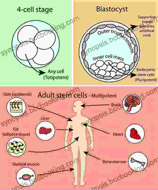Stem Cells Under A Microscope, Showcasing Their Unique Ability To Differentiate Into Various Cell Types Stem Cells: Scientific Facts And Fiction