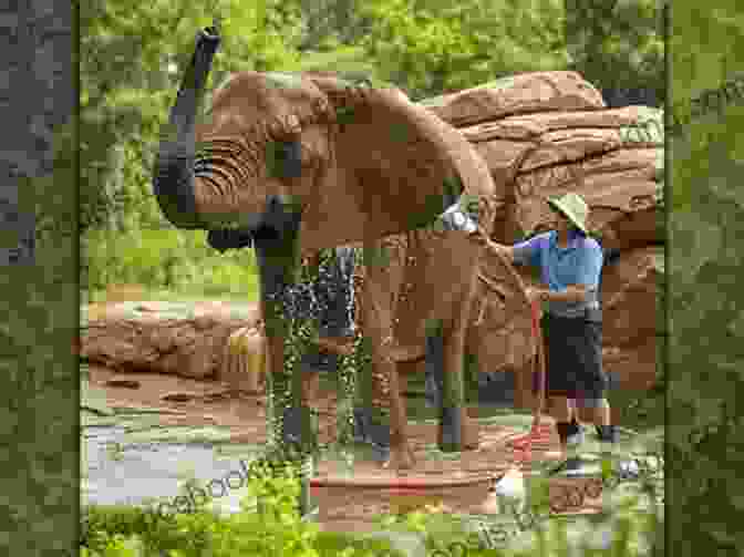 Zookeeper Interacting With An Elephant, Showcasing Their Deep Bond And Understanding Menagerie Manor (The Zoo Memoirs)
